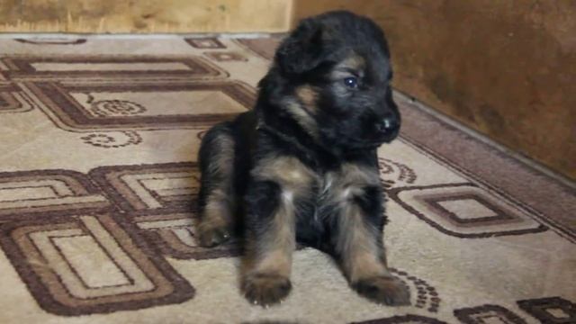 СХ Аладар смотреть онлайн