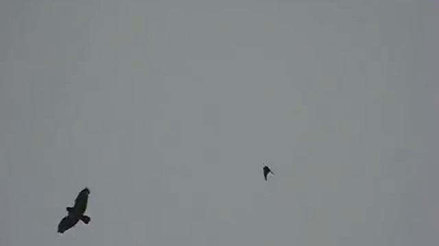 Merlin attacks rough-legged Buzzard смотреть онлайн
