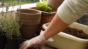 Пересадка лаванды