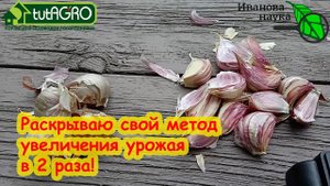 СДЕАЙ СЕЙЧАС и УРОЖАЙ ЧЕСНОКА В 2 РАЗА БОЛЬШЕ БЕЗ УДОБРЕНИЙ. Ленивый способ увеличить урожай.