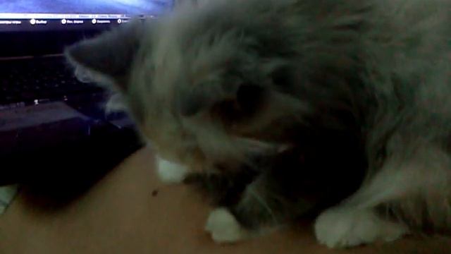 Котёнок играет на "пианино" / Cat playing "piano" смотреть онлайн