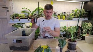 ПОСАДКА ЧЕРЕНКОВ ФИЛОДЕНДРОН МАМЕЙ