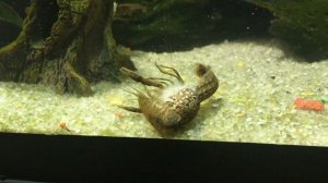 Мраморный рак линяет