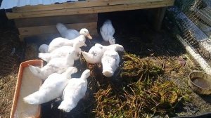 Загон для уток своими руками