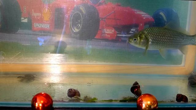 Чем накормить карася в аквариуме. Часть первая смотреть онлайн