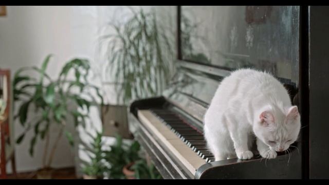 4K UHD l as mais belas imagens de gatos se divertindo смотреть онлайн