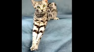 Саванна часть №1 Самая дорогая кошка. Краткое описание породы.