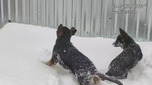 ЩЕНКИ НЕМЕЦКОЙ ОВЧАРКИ