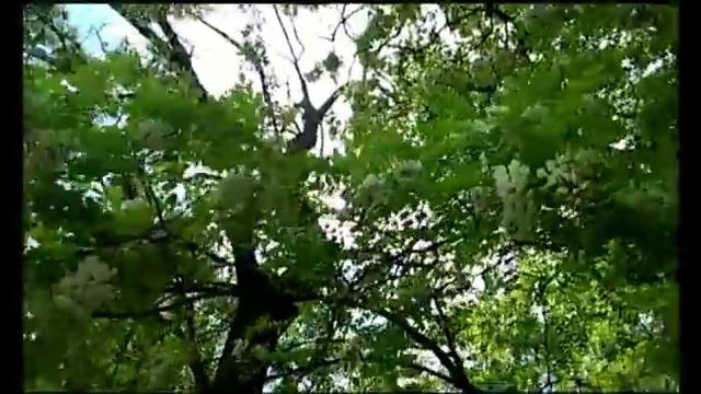 Акации / Дожди /Для Натальи Болденковой ;) смотреть онлайн