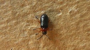 ИНСЕКТАРИЙ: 1.Пьявица Красногрудая (Oulema melanopus)