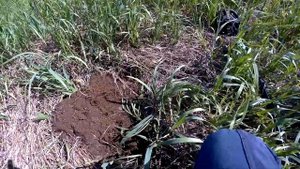 Поиск монет с АКА Сигнум МФТ 7272М