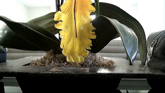 testando a SONY HXR MC2000 смотреть онлайн