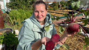 Такая свекла - мечта любого огородника и кулинара. Как вырастить сахарную свеклу