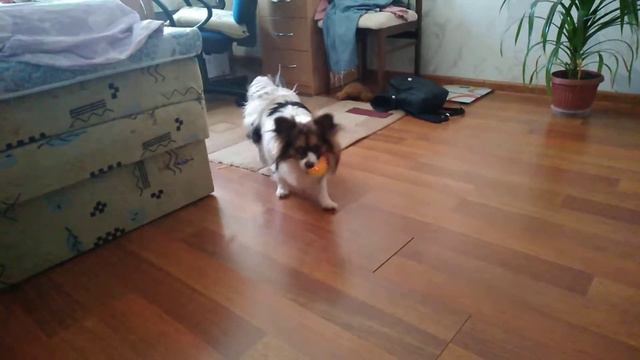 новый мячик, старый уже сьели! смотреть онлайн