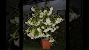 My Brugmansia flowers