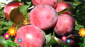 Алыча Красномясая. Краткий обзор, описание характеристик prunus cerasifera Krasnomyasaya