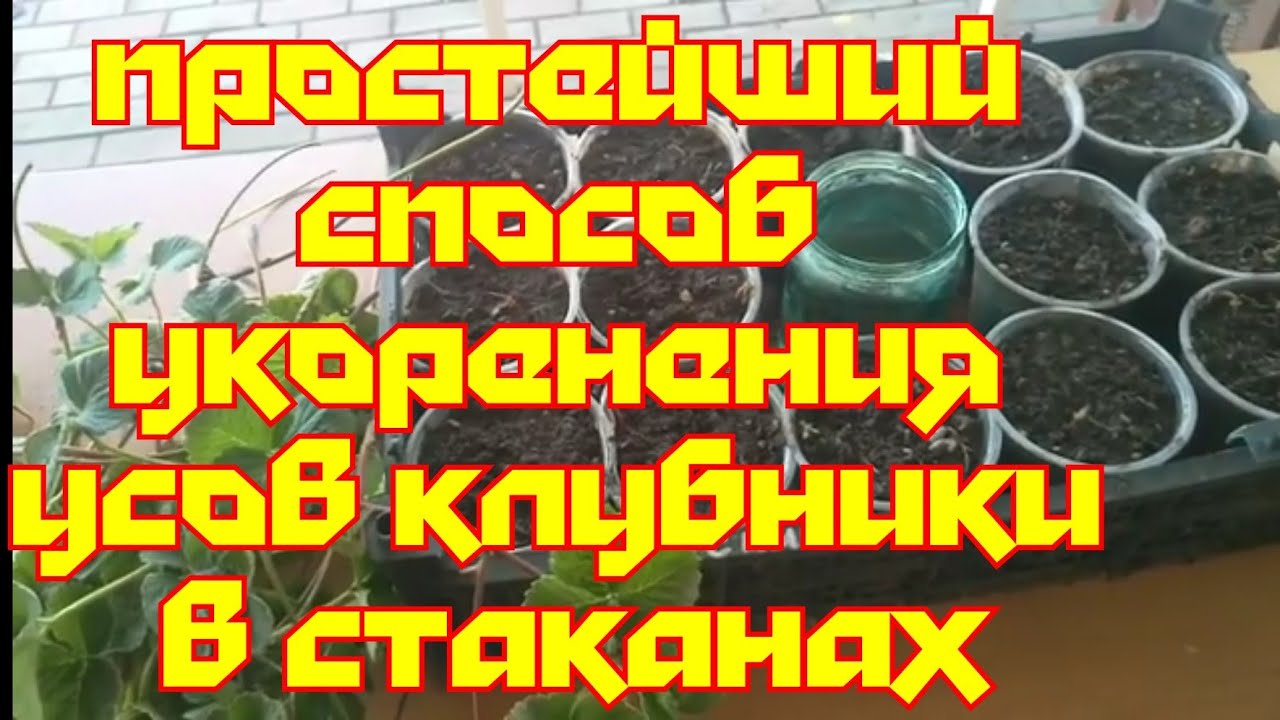 Укореняем усы земклуники Купчиха. Самый простой способ