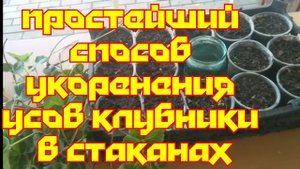 Укореняем усы земклуники Купчиха. Самый простой способ