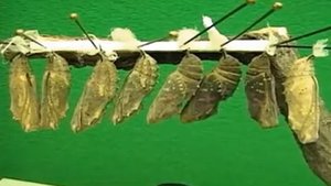 Развитие бабочки из куколки