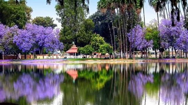 Сиреневый туман цветущего дерева Жакаранда И Кружалин саксофон автор клипа Зоя Боур-Москаленко смотреть онлайн