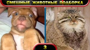 Смешные животные 2022 Февраль ? Кошки ? Собаки ? Funny animals ? Подборка № 3