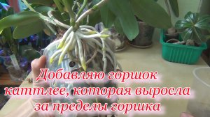 Каттлея выросла за пределы горшка. Добавляю горшок каттлее Siamese Doll