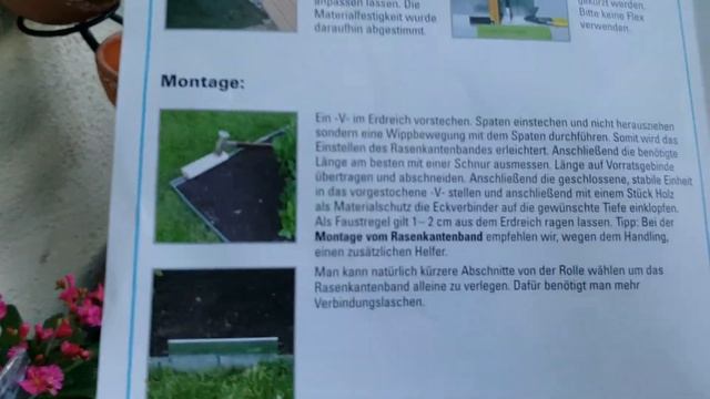 Роза графиня Диана, цветы, сад, огород 2020. Кошки. смотреть онлайн