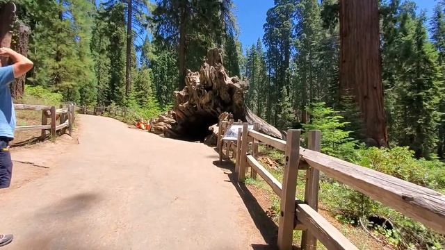 Внутри гигантской секвойи смотреть онлайн