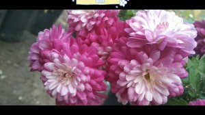 Хризантема мультифлора Daybreak Appleblossom 🥰👑❤️