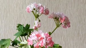 Лучшие сортовые пеларгонии.Звездчатая пеларгония  стеллар Don Chiverton .Первое цветение-5 соцветий