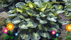 Хоста гибридная Дрим Вивер. Краткий обзор, описание характеристик hosta hybrida Dream Weaver