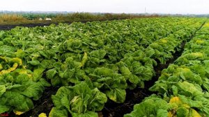 Огромные поля КАПУСТЫ / посёлок Чёрновский