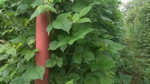 Малина Гусар. Состояние на 1 Июня 2020 Года.