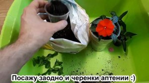 Бальзамин новогвинейский. Перевалка черенка с фитильным поливом + посадка аптении