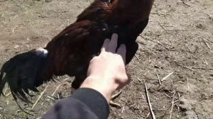 Fighting cocks | Бойцовый петух | Микс 💣💥