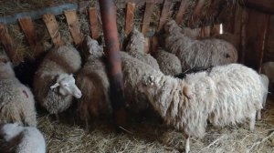 Купил еще 7 овец и 7 ягнят на разведение,откорм