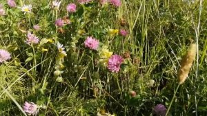 Посев медоносных растений