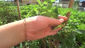 Жимолость, которая подходит всем