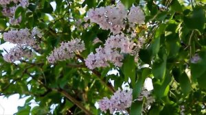 =Г  Погорельская Прости меня, деревня! Муз  Н  Жукова,ст  В  Буланцевой