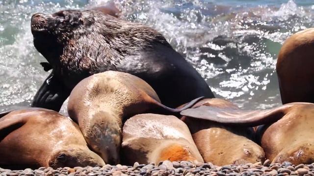Морские львы в брачный период на юге Аргентины смотреть онлайн