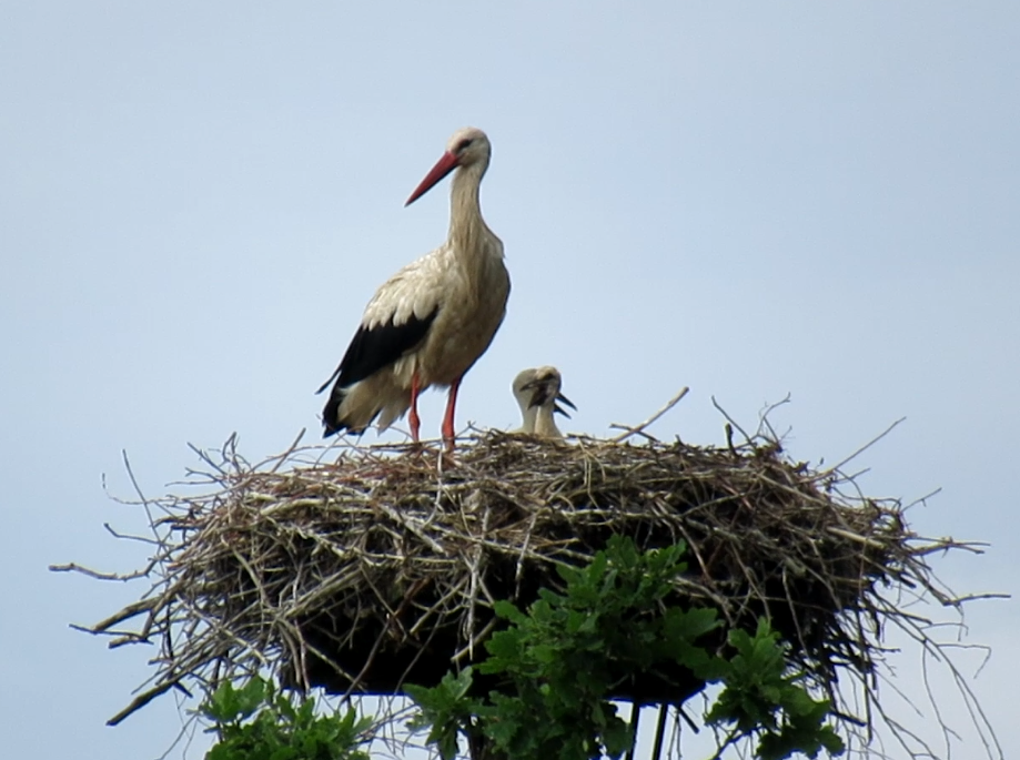 Аист охраняет гнездо с двумя птенцами