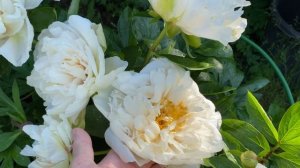 Пион peony Green Land