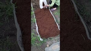 Сажаю бруснику и клюкву в грядку на Кубани!