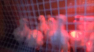 Выращиваем бройлеров/в домашних условиях/на даче ч.3