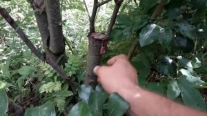 Прививка плодовых деревьев!!!черешня на вишню,абрикос на сливу, груша на рябину!!!