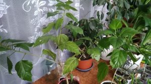 Уход и размножение китайской розы - гибискуса комнатного.