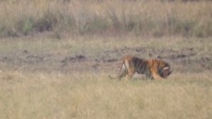 Тигр в Деле / Тигр против Собаки, Кабана, Коровы