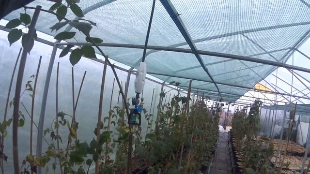 Ежевика Натчез - выращивание в контейнерах в теплице смотреть онлайн