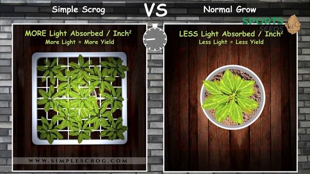 Выращивания в гроубоксе смотреть онлайн