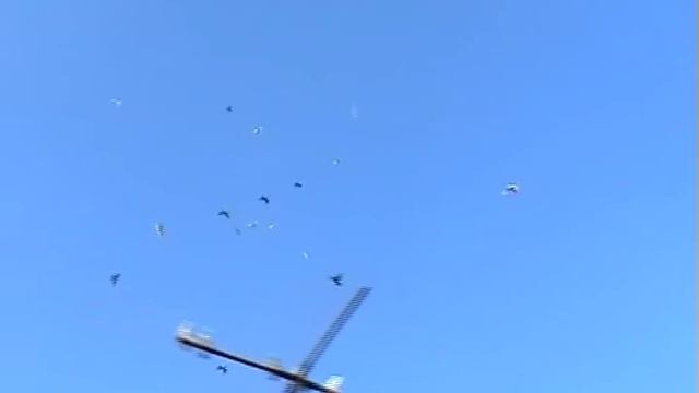 голуби летят над нашей зоной смотреть онлайн